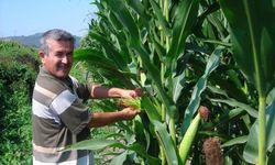 TİGEM, 1400 Ton Dane Mısırı Açık Artırmayla Satışa Sunuyor