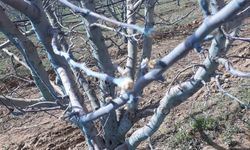 221 Milyon Liralık Zirai Don Desteği Bugün Hesaplarda