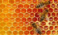 Yerli Propolis Markasından Sürdürülebilirlik