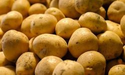2.223 Ton Tohumluk Patateste Virüs Tespit Edildi