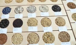Sertifikalı Tohumluk  1 Milyon 300 Bin Tona Yükseldi