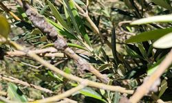 Zeytin Dal Kanseri (Pseudomonas savastanoi pv. savastanoi),