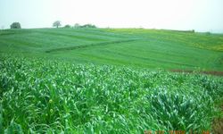 Hazine Arazisi Tıbbi ve Aromatik Bitki Üretimine Açıldı