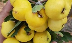 Alıçta Hasat Başladı: Kilosu 200 TL'den Alıcı Buluyor