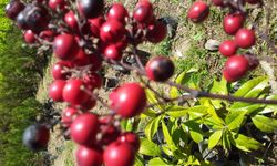 Türkiye, Orman Meyvelerinde Yeni Dönem