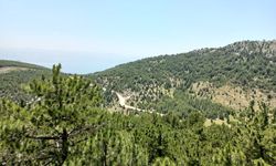 14,9 Milyon Fidan Toprakla B buluştu