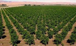 Ceviz Üreticileri Bahçeleri Satışta Çıkardı