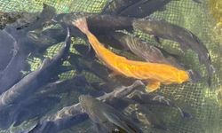 Van’da Alabalık Üretiminde Kış Mesaisi Başladı