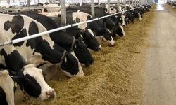 Yem Sanayisinde Ramazan Dönemi Fiyat Sabitleme Kararı