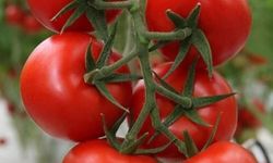 Domates İhracatında 2026 Hedefi