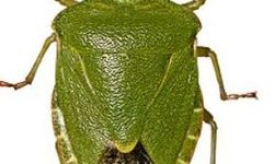 Doğu Karadeniz’de Üçlü İstilacı Alarmı