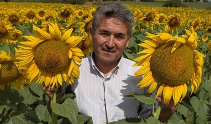 Trakya Birlikten  240 Bin Ton Ayçiçeği Alımı