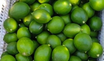 Rusya, Türkiye’nin en büyük üç limon alıcısından biri