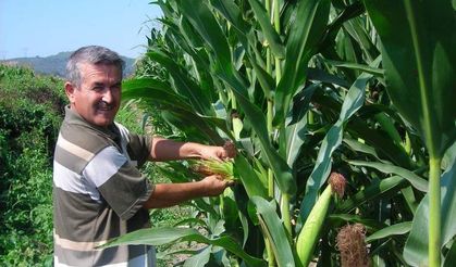 TİGEM, 1400 Ton Dane Mısırı Açık Artırmayla Satışa Sunuyor