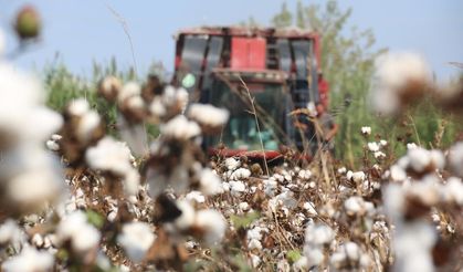 Devlet Müdahale Etmezse Üretici Pamuğu Bırakacak