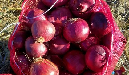 Her iş Bitti Patates, Soğan Ambalaj İşi Kaldı