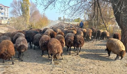 Çoban Maaşları  Bir Yılda Yüzde 85 Arttı, 130 Bin TL’ye Dayandı