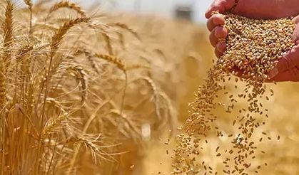Rusya 2024 Yılında 72 Milyon Ton Tahıl İhraç Etti