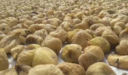 Kuru İncir İhracatta Gram Altın İle Yarışıyor