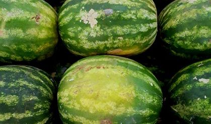 Erkenci Karpuz için Adana'da yeni sezona start verildi.