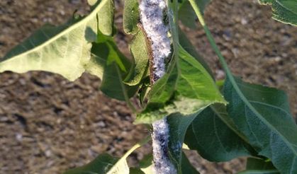 Elma Pamuklubiti (Eriosoma lanigerum) ve Mücadele Yöntemleri