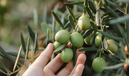 Marmarabirlik, 2024-2025 İş Yılı Zeytin Alım Fiyatlarını Açıkladı