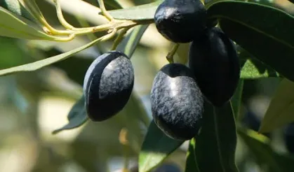 Türkiye'nin Zeytin İhracatında Almanya Zirvede