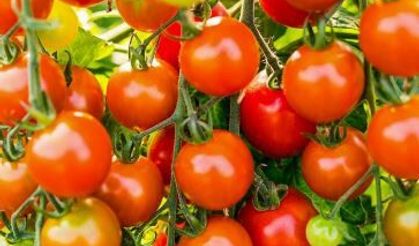 Yumaklı’dan “İsrail domatesi” iddialarına net yanıt