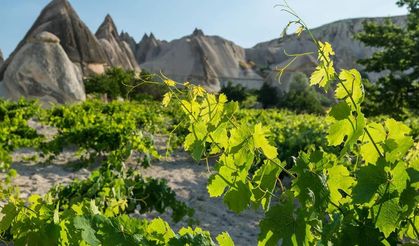 Kapadokya'daki Üzüm Bağları  Uluslararası Ağa Dâhil Edildi