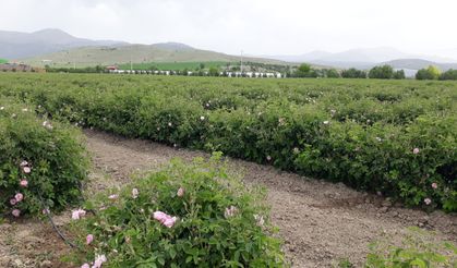 İkinci Ürün Olarak Soya Eken Çiftçiye Çift Destek Müjdesi