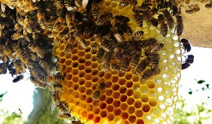 Doğu Karadeniz'den 5 Ayda 1,2 Milyon Dolarlık Bal İhracatı