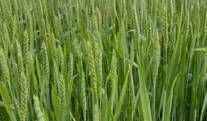 Tarım İşçi Günlük Ücretleri ve Biçerdöver – Hasat Bedelleri