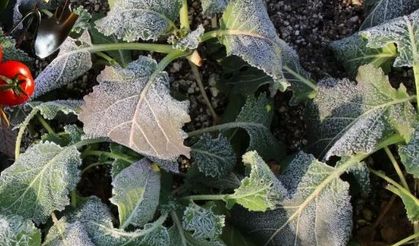 Zirai Don Meyvecilik Üretimini 7 Milyon Ton Azalttı