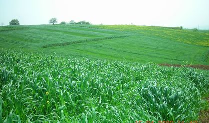 Hazine Arazisi Tıbbi ve Aromatik Bitki Üretimine Açıldı