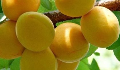 Iğdır Kayısısı Sofraları ve İhracat Pazarlarını Süslüyor