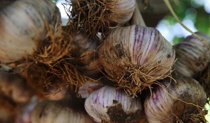 Taşköprü Sarımsağına Rakip  Muğla Sarımsağında Hasat Zamanı