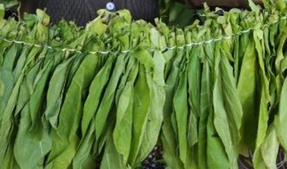 Yıllar Sonra Tütün İhracatı 1 Milyar Doları Aştı