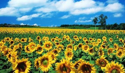 Ayçiçeği Tohumu ve Yağı İthalatında Tarife Kontenjanı