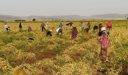 Gençler Tarıma Kazandırılacak: ‘Köye Dönüş’ Seferberliği