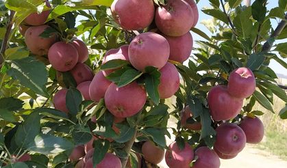 Elma ve Limon İçin  Bakanlık'tan Kritik Karar