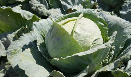 Kaynarca'da Beyaz Lahana Hasadı Başladı