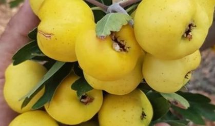 Alıçta Hasat Başladı: Kilosu 200 TL'den Alıcı Buluyor