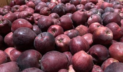 Zirai Don Elma Üretimini  %95 Azalmasına Neden Oldu