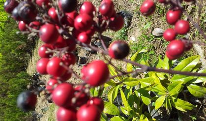 Türkiye, Orman Meyvelerinde Yeni Dönem