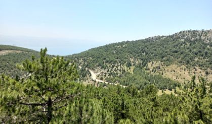 14,9 Milyon Fidan Toprakla B buluştu