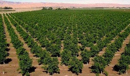 Organik üretim 4,2 kat artarak 1,3 milyon tonu aştı