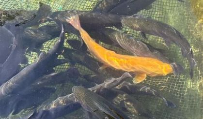 Van’da Alabalık Üretiminde Kış Mesaisi Başladı