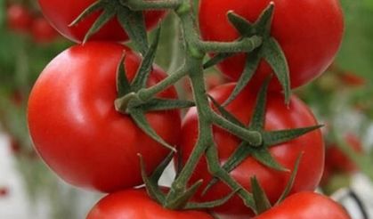 Domates İhracatında 2026 Hedefi