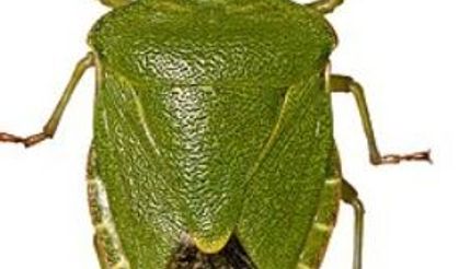 Doğu Karadeniz’de Üçlü İstilacı Alarmı