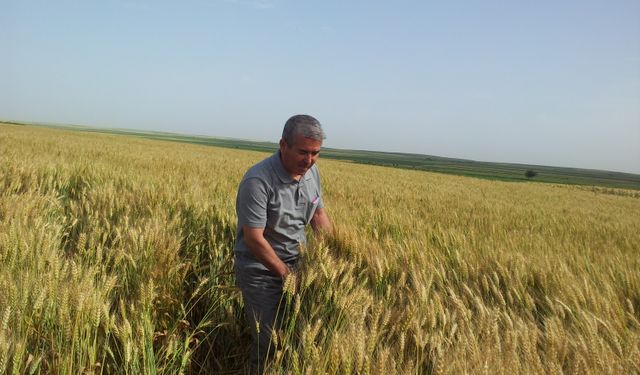 Ata Tohumları Çiftçilere Ücretsiz Dağıtılıyor